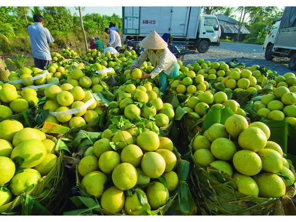 Sản phẩm nông nghiệp của nước ta