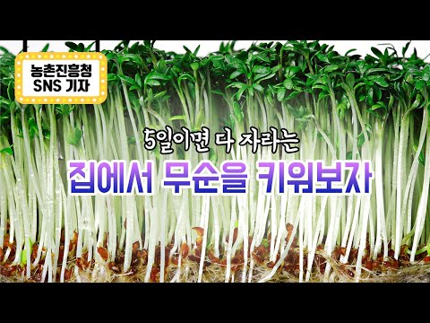 쌉싸름한 무순, 집에서 키워볼까? (feat. 5일이면 완성)